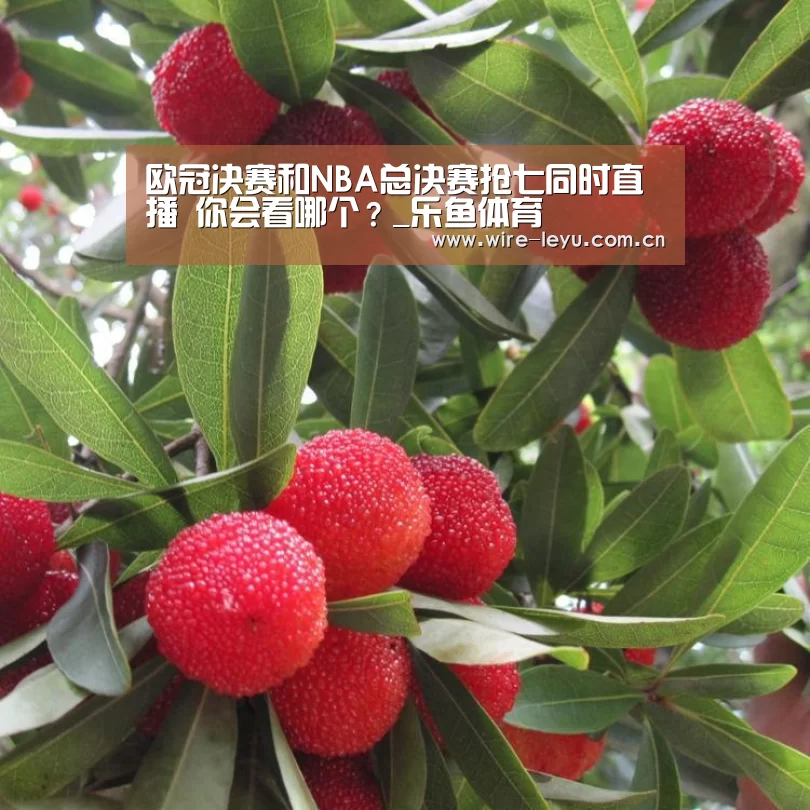 乐鱼