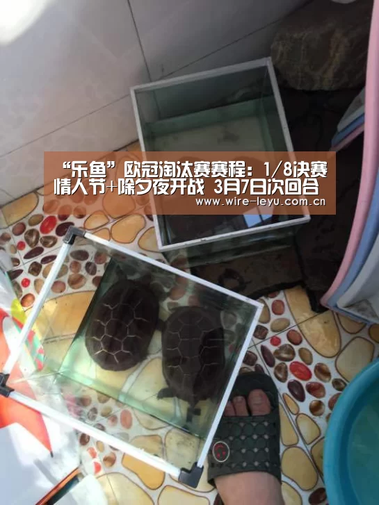 乐鱼